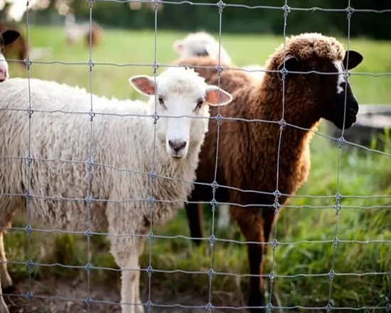 Durable deer mesh fence for crop protection.